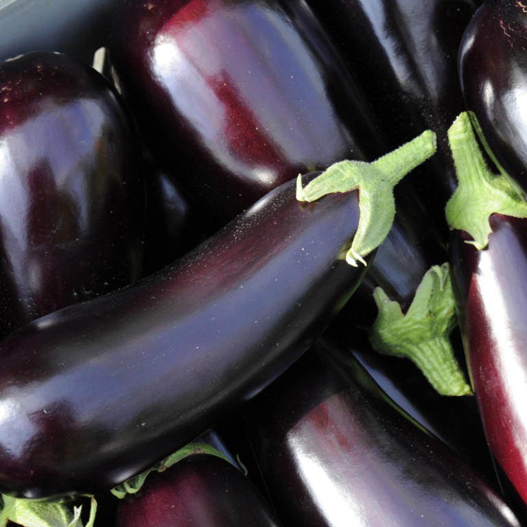 ბადრიჯანი – Eggplant _ Aubergine