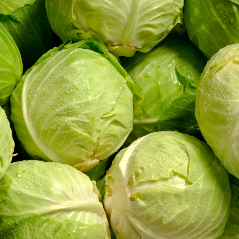 კომბოსტო – Cabbage 1