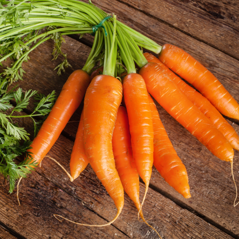 სტაფილო – Carrot 1
